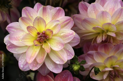 Flower of a Dahlia  Dahlia hybrida 