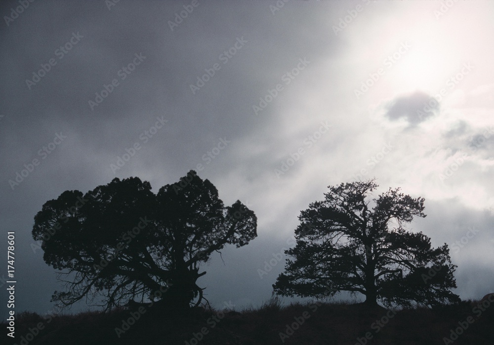 Obraz premium Oaks (Quercus) in the fog, silhouettes