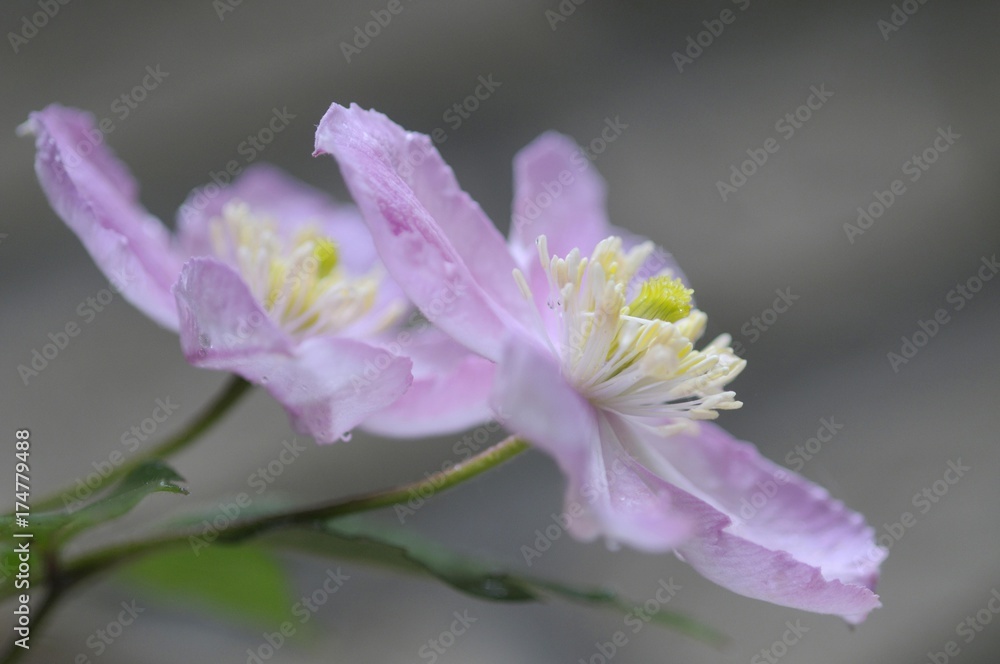 Clematis (Clematis montana 'Tetra Rose')