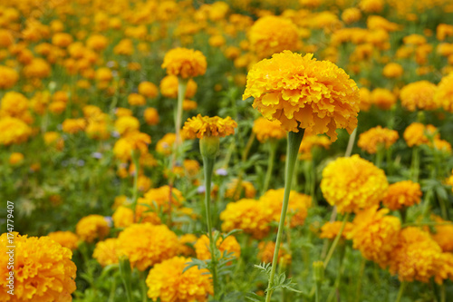 Marigold (Tagetes) flowers in garden © 1981 Rustic Studio