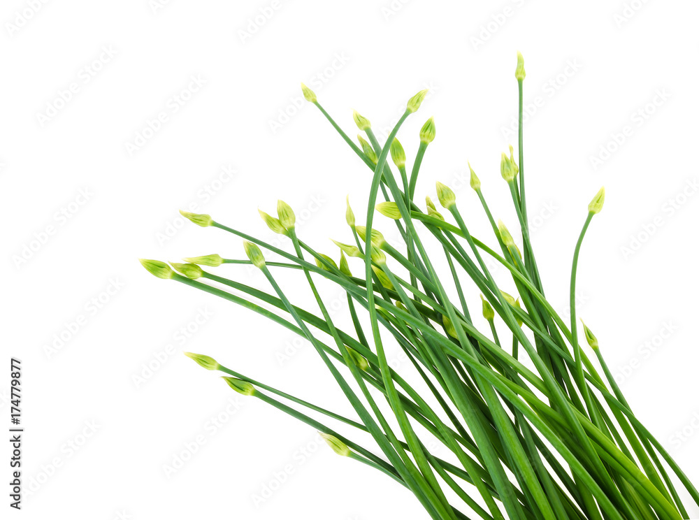 Chives flower or Chinese Chive isolated on white background Chives flower or Chinese Chive isolated on white background