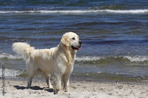 Golden Retriever dog (Canis lupus familiaris), male, two years, standing on the beach