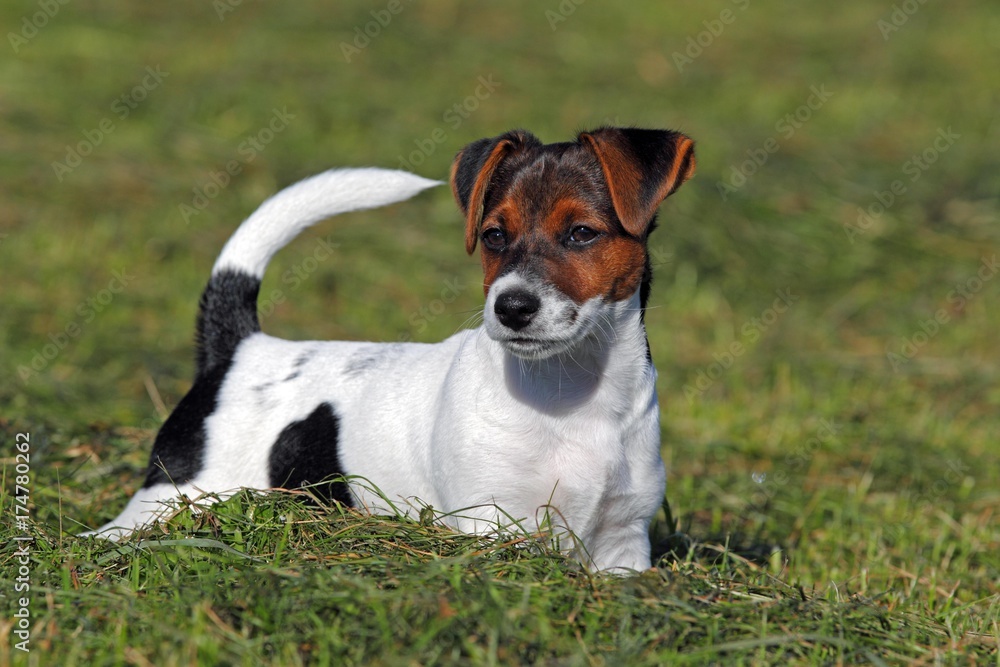 Young Jack Russell Terrier dog (Canis lupus familiaris), male puppy, 12 weeks, domestic dog