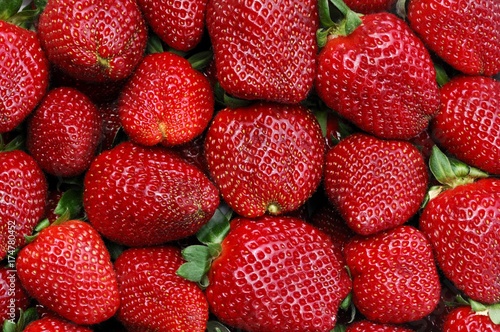 Freshly picked organic strawberries