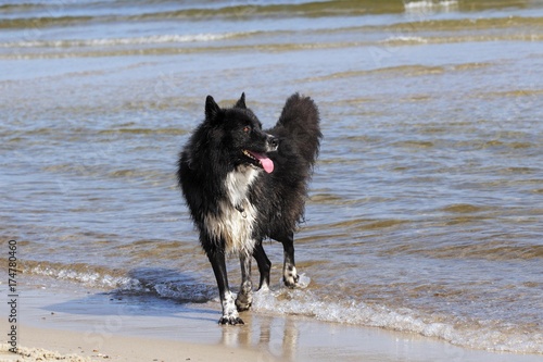 Mongrel, male dog (Canis lupus familiaris), on a beach © imageBROKER