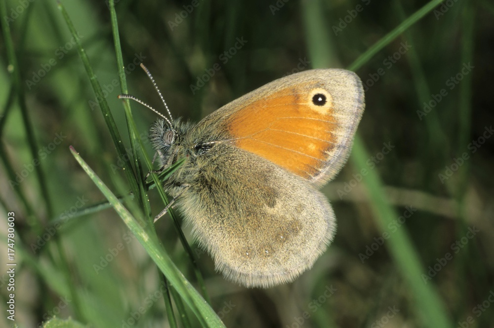 Obraz premium Small Heath (Coenonympha pamphilus)