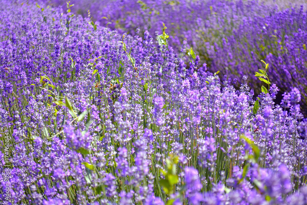Lavender bushes closeup on sunset. Purple flowers of lavender close up. Provence Ontario, Canada, Prince Edward Country. Lavender bushes closeup on sunset. Purple flowers of lavender close up. Provence Ontario, Canada, Prince Edward Country.