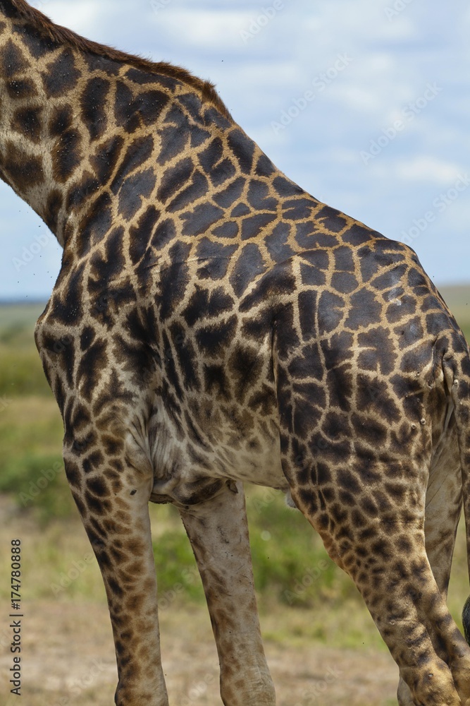Masai Giraffe (Giraffa camelopardalis tippelskirchi), detail of the body, Masai Mara National Reserve, Kenya, East Africa, Africa, PublicGround, Africa Masai Giraffe (Giraffa camelopardalis tippelskirchi), detail of the body, Masai Mara National Reserve, Kenya, East Africa, Africa, PublicGround, Africa