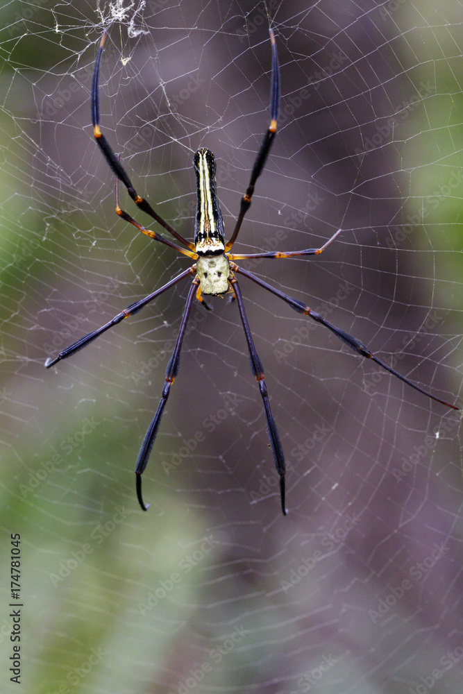 Image of Spider Nephila Maculata, Gaint Long-jawed Orb-weaver (female) in the net. Insect Animal Image of Spider Nephila Maculata, Gaint Long-jawed Orb-weaver (female) in the net. Insect Animal
