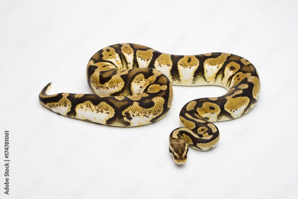 Pastel Calico Ball Python or Royal Python (Python regius), female Pastel Calico Ball Python or Royal Python (Python regius), female