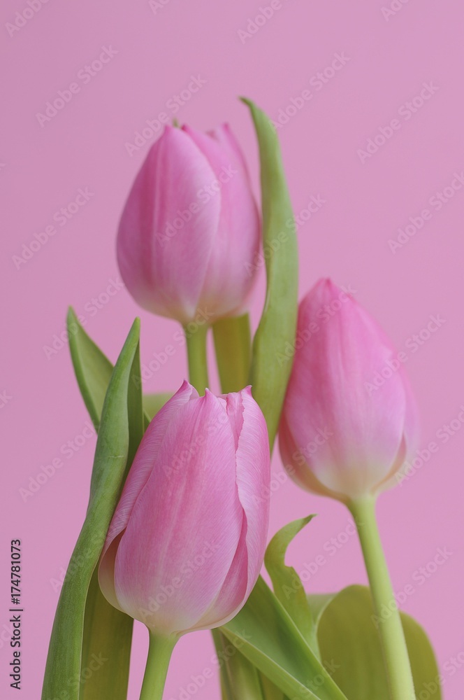 Pink Tulips (Tulipa)