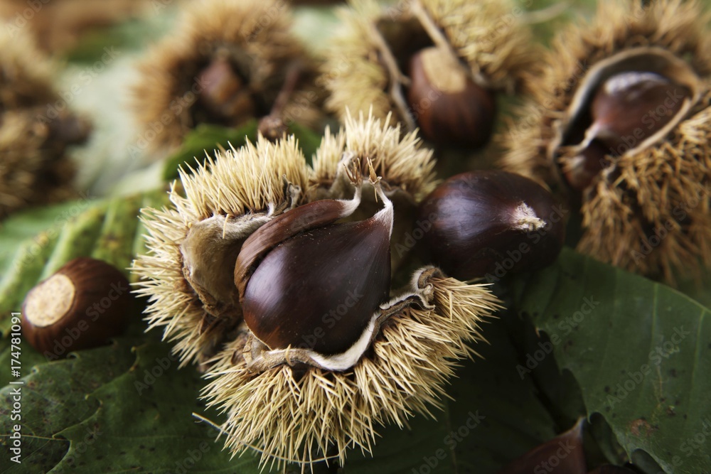 Sweet Chestnuts or Marrons (Castanea sativa), chestnuts with opened hairy shells on leaves Sweet Chestnuts or Marrons (Castanea sativa), chestnuts with opened hairy shells on leaves