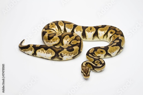 Pastel Calico Ball Python or Royal Python (Python regius), female