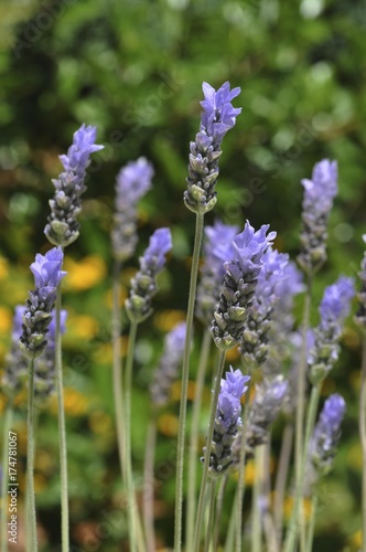 Lavender (Lavandula angustifolia)