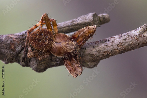 Image of Eriophora sp cf Novakiella or Orb-weaving Spider or Orb Weaver (Novakiella trituberculosa) on dry branches. Insect Animal