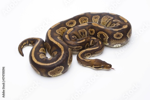 Royal Python (Python regius), Fefe, male, Markus Theimer reptile breeding, Austria, Europe © imageBROKER