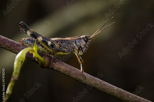 Image of grasshopper brown(Acrididae) on dry branches. Insect Animal
