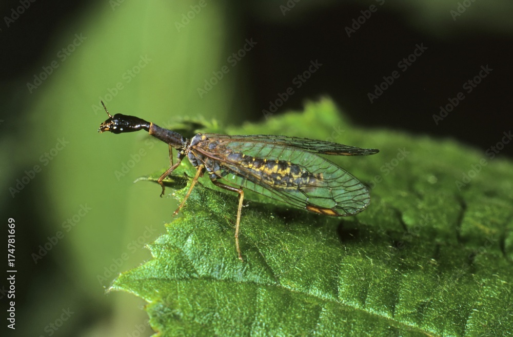 Naklejka premium Snakefly (Raphidia sp)