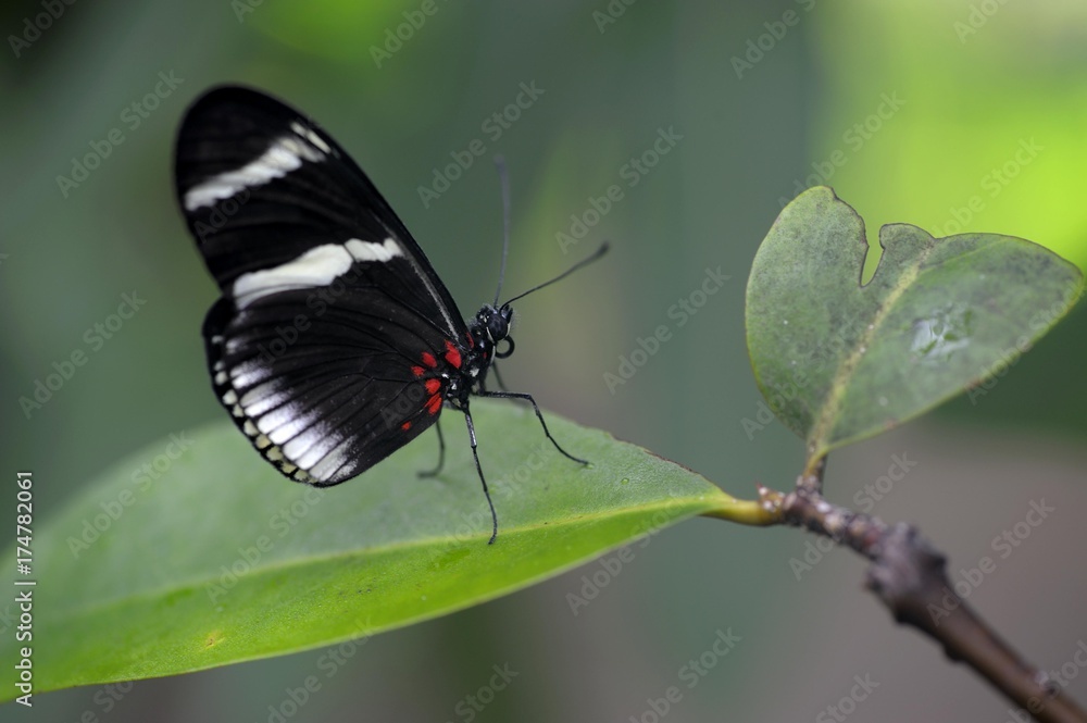 Cydno longwing (Heliconius cydno) on a leaf Cydno longwing (Heliconius cydno) on a leaf