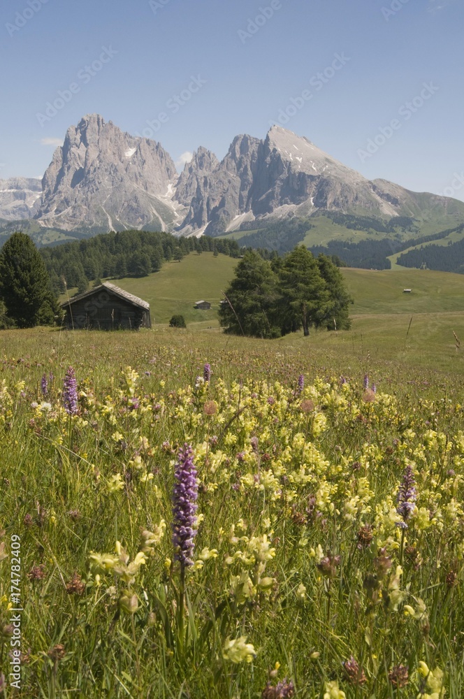 Fototapeta premium Fragrant orchid (Gymnadenia conopsea) in front of Plattkofel and Langkofel mountains, Seiser Alm, South Tyrol, Italy, Europe
