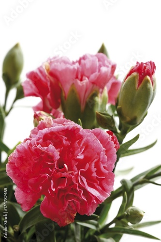Fototapeta Naklejka Na Ścianę i Meble -  Carnation flowers