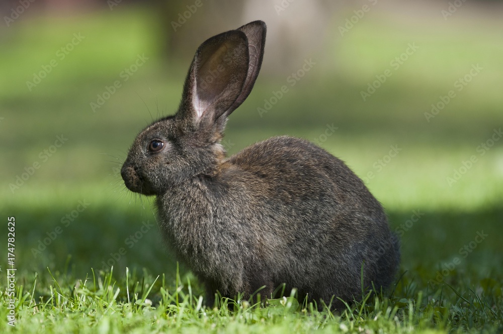 Fototapeta premium Domestic rabbit (Oryctolagus cuniculus forma domestica) in meadow, Poland, Europe