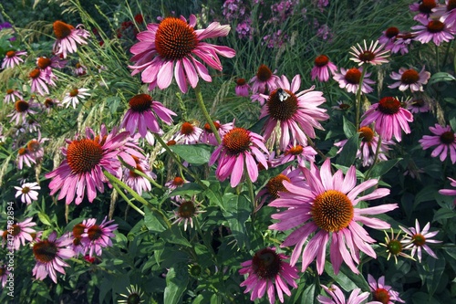 Flowering Purple Cone Flower (Echinacea purpurea), medical plant photo