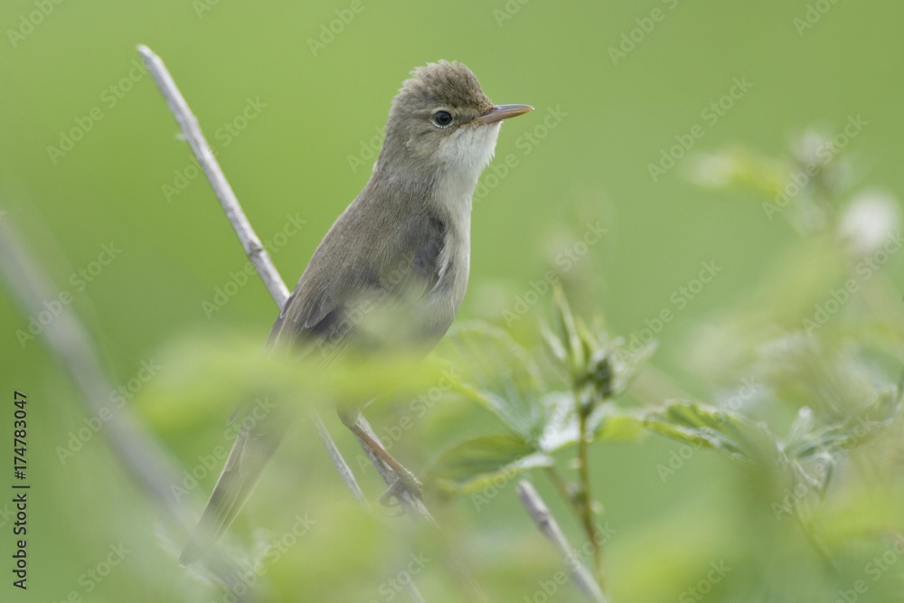 Reed Warbler (Acrocephalus scirpaceus) Reed Warbler (Acrocephalus scirpaceus)