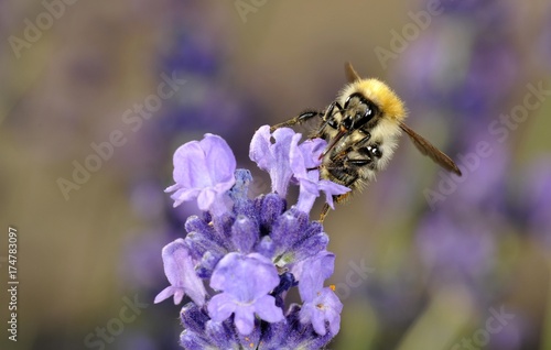 Honey Bee (Apis), feeding, True Lavender (Lavandula angustifolia) © imageBROKER