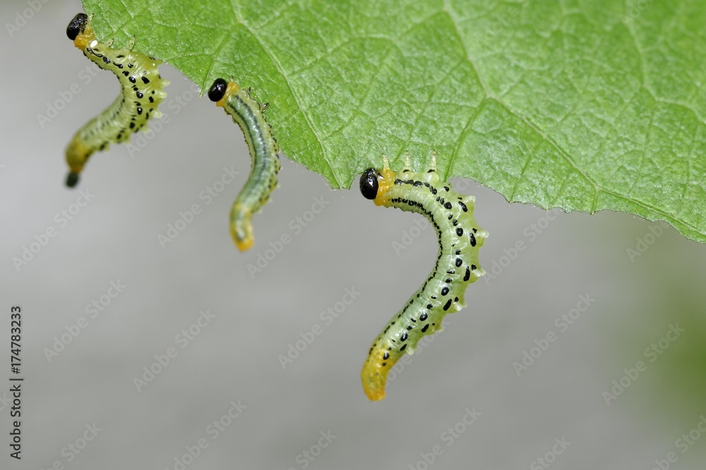 Sawfly, larvae (Craesus septentrionalis) Sawfly, larvae (Craesus septentrionalis)