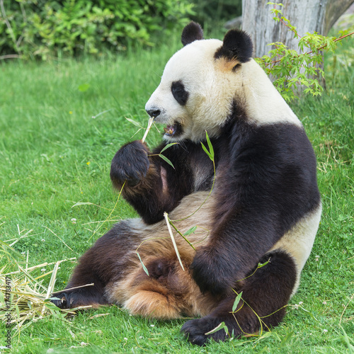Giant panda  bear panda eating bamboo  