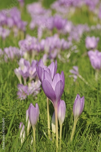 Autumn Crocus, Meadow Saffron or Naked Lady (Colchicum autumnale)