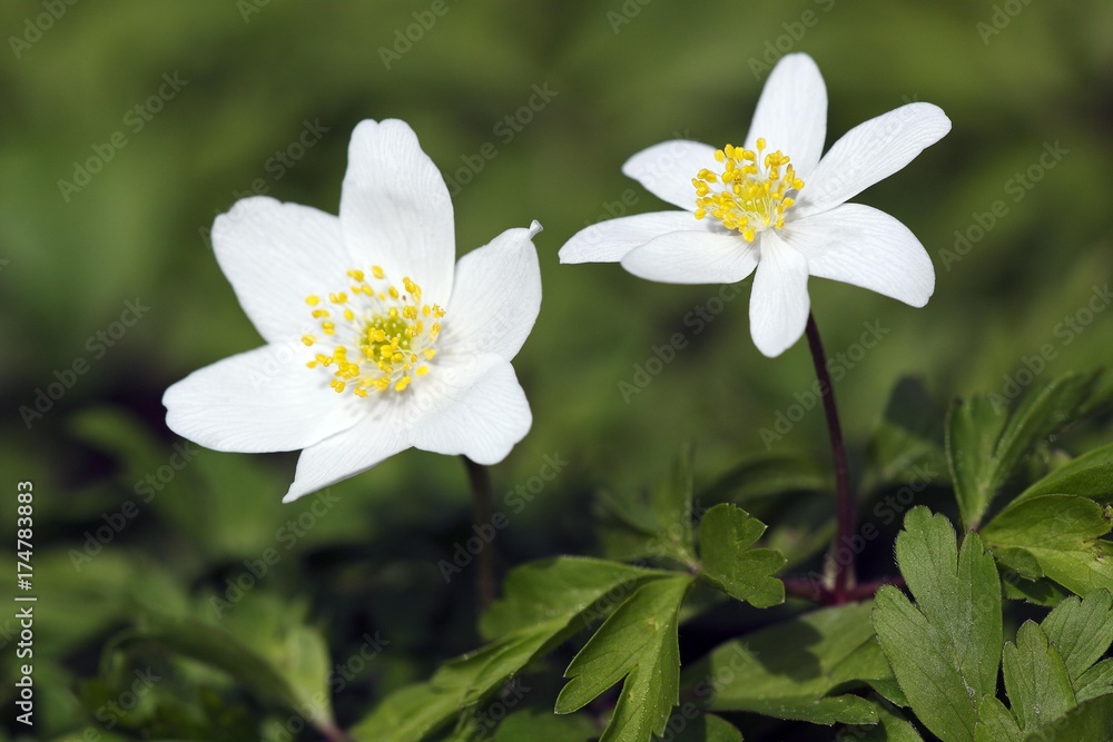 Flowering Wind Anemones in spring, Wind Flower (Anemone nemorosa) Flowering Wind Anemones in spring, Wind Flower (Anemone nemorosa)