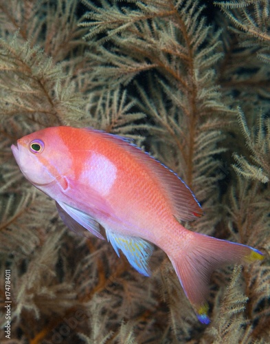 Squarespot anthias or Pink square anthias (Pseudanthias pleurotaenia), Indonesia, Asia photo