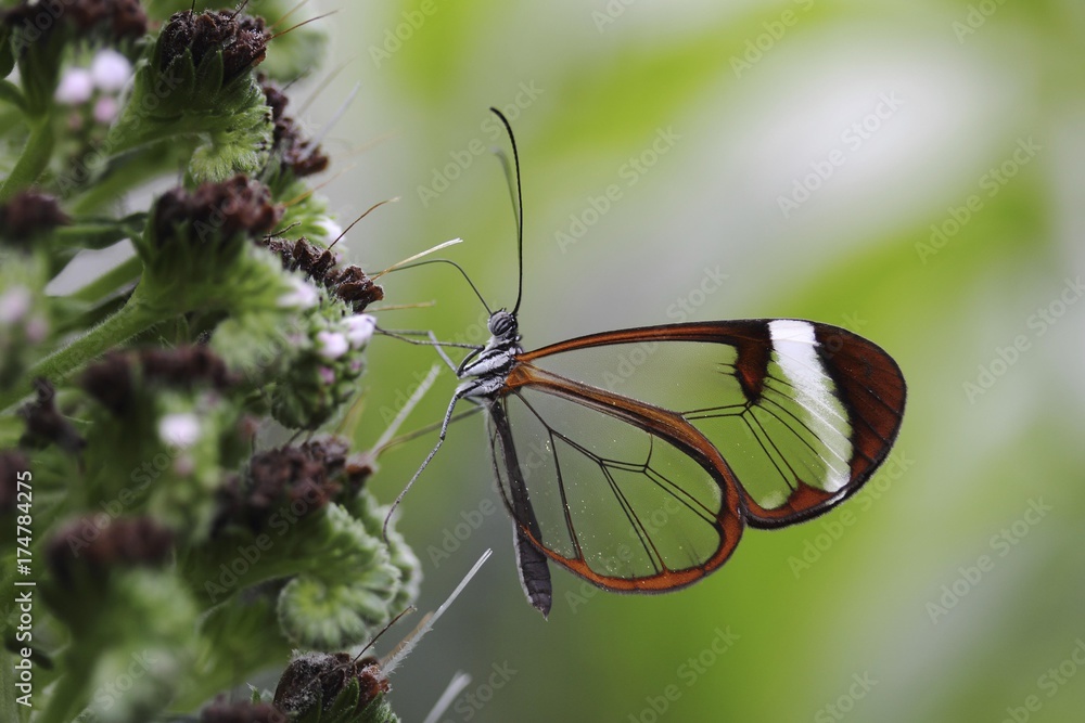 Fototapeta premium Glasswinged butterfly (Greta oto), food intake, Mainau island, Baden-Wuerttemberg, Germany, Europe