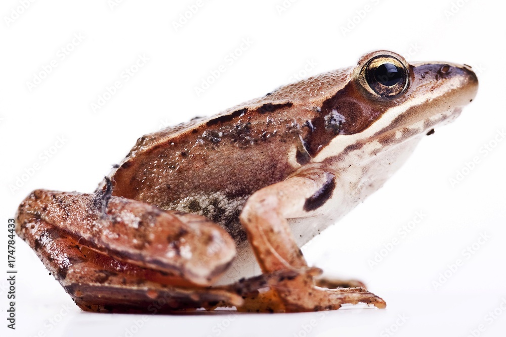 European Common Brown Frog (Rana temporaria) European Common Brown Frog (Rana temporaria)