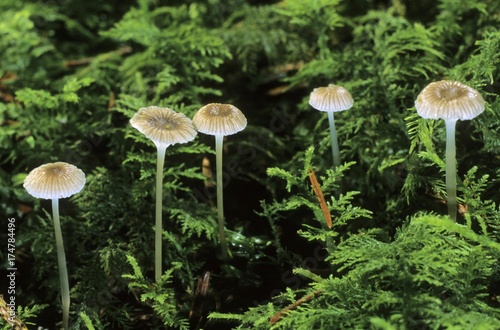 Mycena vulgaris, mushrooms