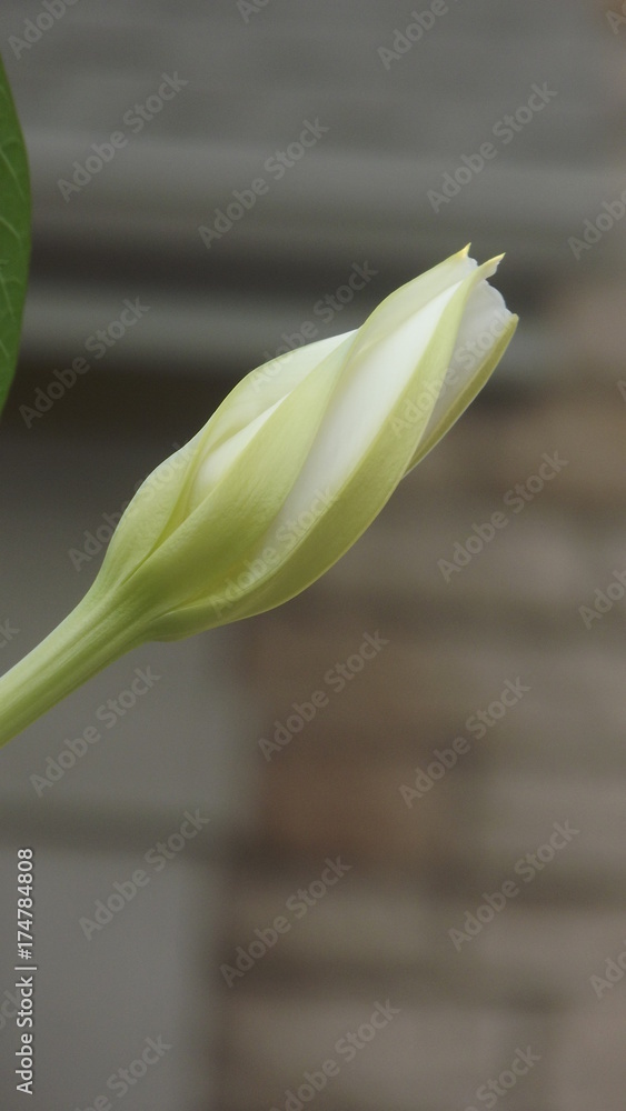 Obraz premium moonflower bud