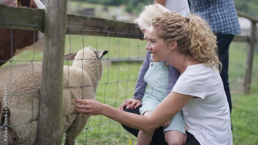 Happy families visiting community farm petting livestock through wire fence. Happy families visiting community farm petting livestock through wire fence.