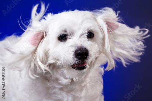 closeup portrait of maltese dog in dynamic ears on blue background,