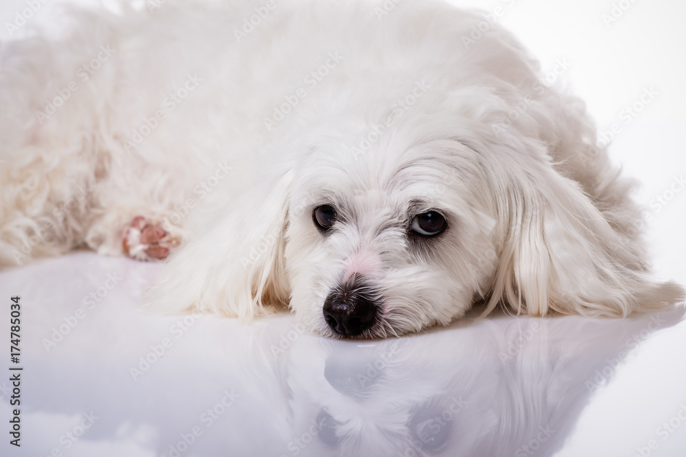 closeup white maltese dog lying and lookind in camera closeup white maltese dog lying and lookind in camera