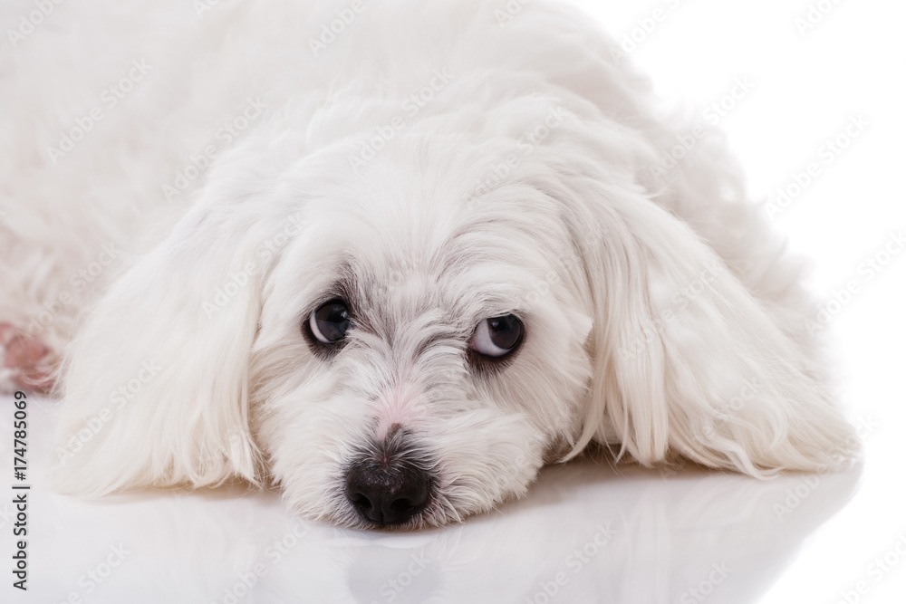 closeup white maltese dog lying and with sad eyes looking aside closeup white maltese dog lying and with sad eyes looking aside