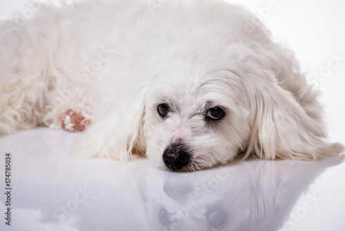 closeup white maltese dog lying and lookind in camera photo