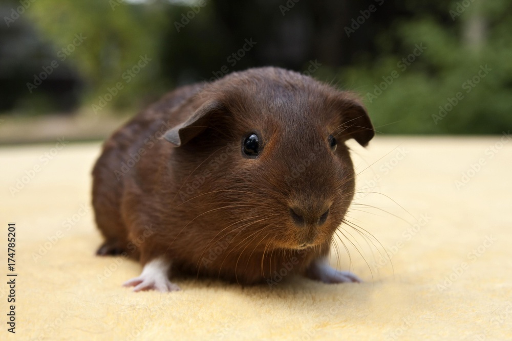 Young smooth hair, short hair guinea pig, red-white coloured Young smooth hair, short hair guinea pig, red-white coloured