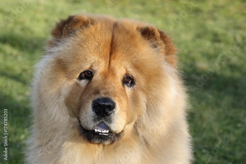 Chow Chow, male, portrait