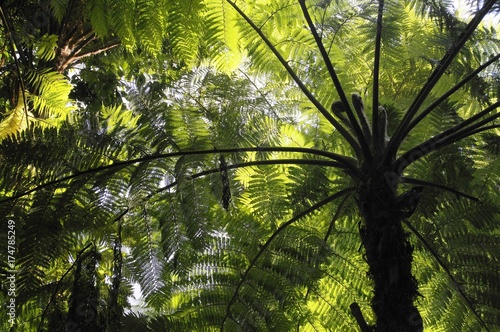 Soft tree fern, Man fern or Tasmanian tree fern (Dicksonia antarctica), Australia, Oceania