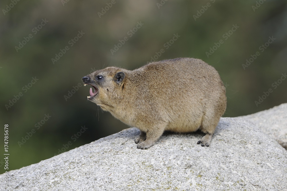 Rock Hyrax or Cape Hyrax (Procavia capensis) Rock Hyrax or Cape Hyrax (Procavia capensis)