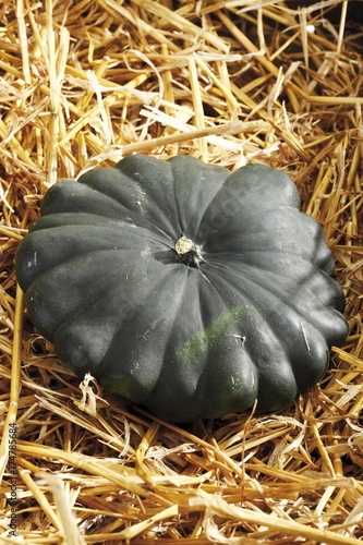 Pattypan Squash on a bed of straw photo