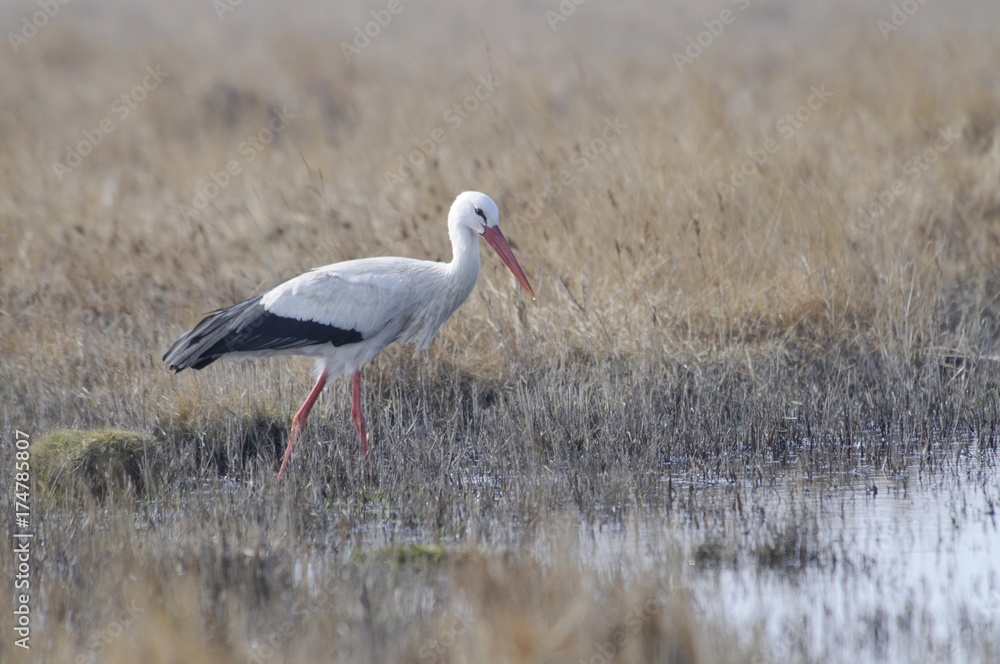 Fototapeta premium White Stork (Ciconia ciconia)