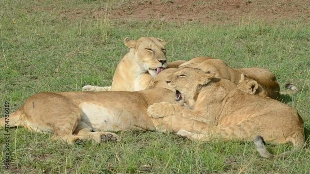 Lionesses and cubs relaxing and grooming each other Lionesses and cubs relaxing and grooming each other